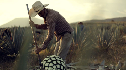 Tequila, Mezcal... I love Madrecuixe